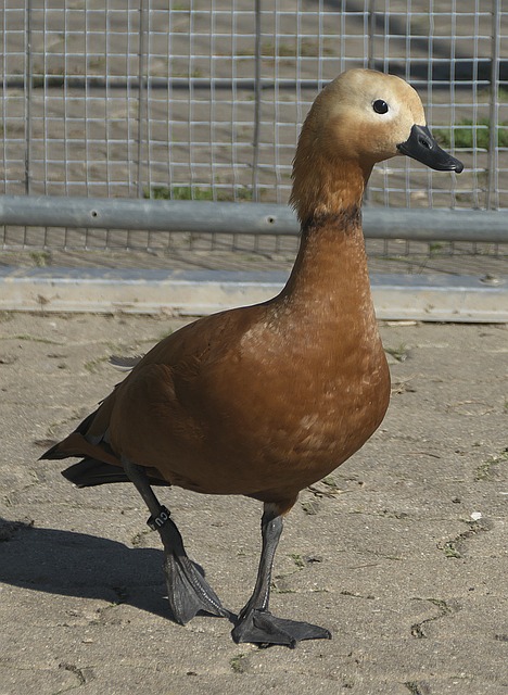 成真